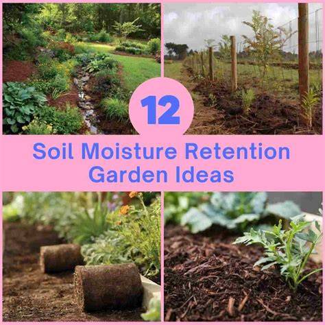 Ultimate Guide to Soil Moisture Retention for Edible Landscaping - raincitystudios.com