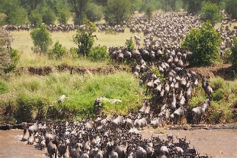 Ultimate Guide to the Serengeti Great Migration - muktibox.com