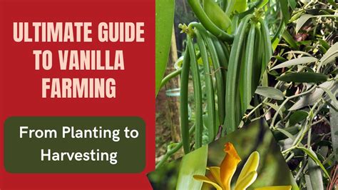 Ultimate Guide to Vanilla Farming: From Planting to Harvesting - balustradellc