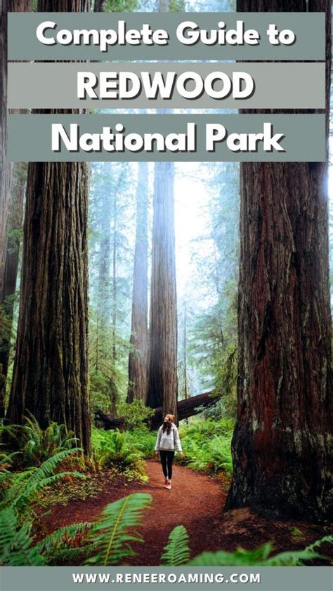 Ultimate Redwood National Park Itinerary and Guide - balustradellc