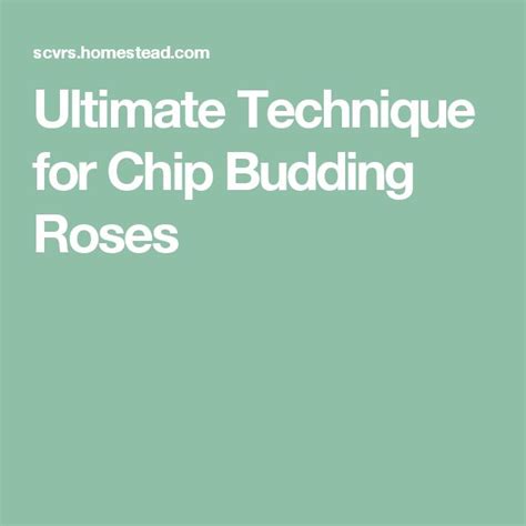 Ultimate Technique for Chip Budding Roses - Santa … - raincitystudios.com