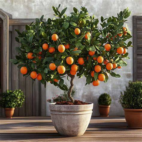 Ultra Dwarf Fruit Trees - Home Gardens - raincitystudios.com