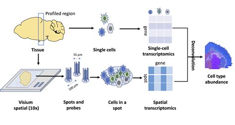 Ultra-precision deconvolution of spatial transcriptomics ... - Nature - coolestguyplanet.net