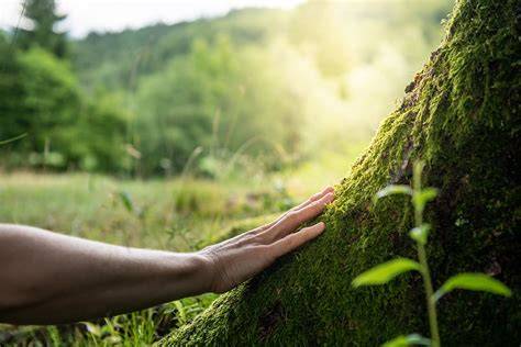 UN Climate Talks: Forests as Key to Global Mitigation Strategies - raincitystudios.com
