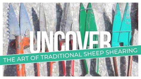 Uncover the Art of Traditional Sheep Shearing - Sheep … - raincitystudios.com