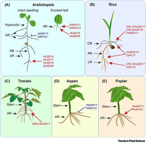 Uncovering protein regulation during adventitious root formation in ... - raincitystudios.com