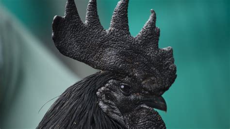 Uncovering the Rarest Breed of Chicken in the World - balustradellc