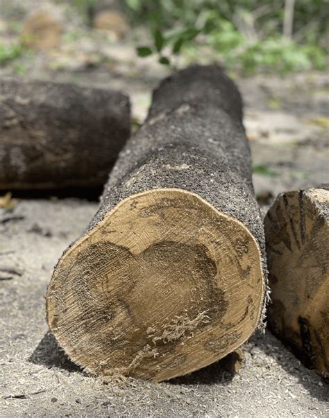 Understanding Agarwood Formation and Its Challenges - Springer - balustradellc