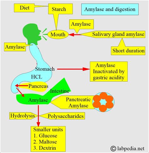 Understanding Amylase's Role in Salivary Digestion - muktibox.com