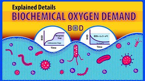 Understanding Biochemical Oxygen Demand (BOD) - raincitystudios.com