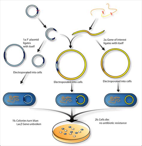 Understanding Biotechnology Principles and Recombinant DNA Tools ... - wintechmobiles.com