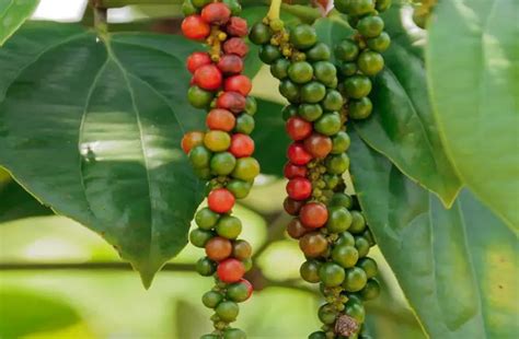 Understanding Black Pepper Plant Growth Stages: - Live to Plant - balustradellc