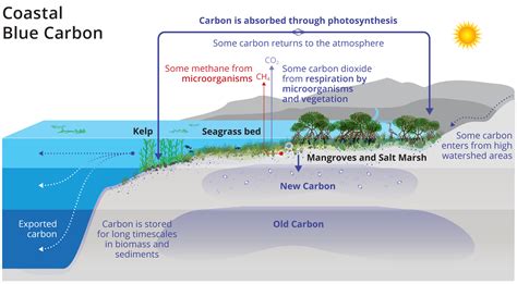 Understanding Blue Carbon & Mangroves' Role in … - raincitystudios.com