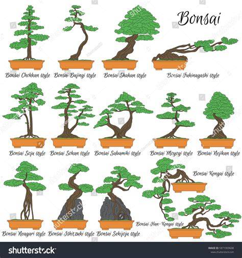 Understanding Bonsai Styles: - Live to Plant - raincitystudios.com