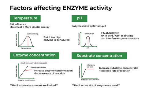 Understanding Diffusion, Scientific Method, and Enzyme Activity ... - muktibox.com