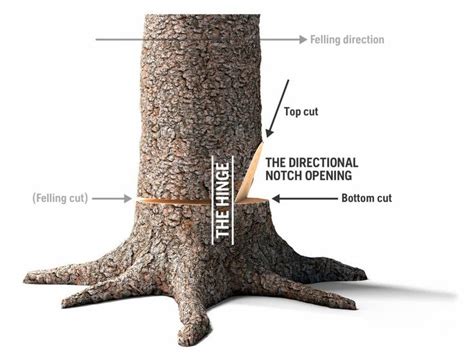 Understanding directional felling - Husqvarna Chainsaw … - raincitystudios.com