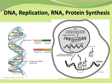 Understanding DNA Structure, Replication, and Protein Synthesis ... - wintechmobiles.com