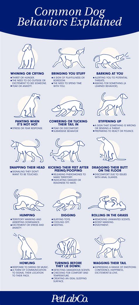 Understanding Dog Behavior: Bedwetting as a Protest - balustradellc