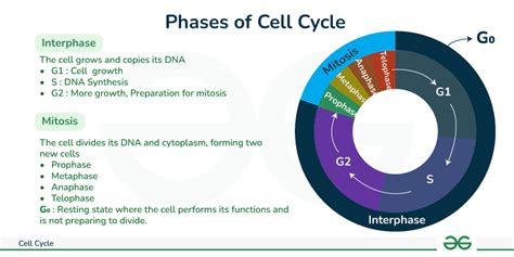 Understanding Duodenum Function and Cell Cycle Dynamics - muktibox.com