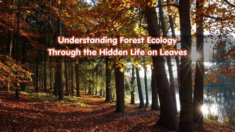 Understanding Forest "Regeneration" - Penn State … - raincitystudios.com