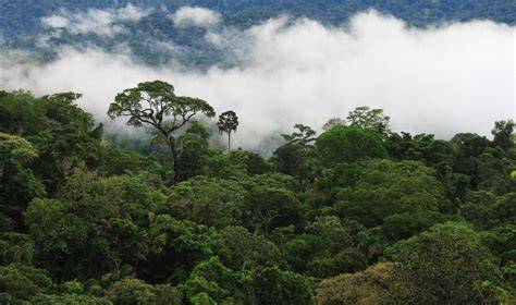 Understanding Forests' Full Climate Benefits - World Resources Institute - raincitystudios.com