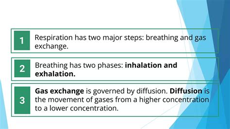 Understanding Gas Exchange and Breathing Control Mechanisms - muktibox.com