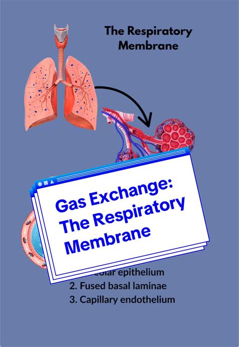 Understanding Gas Exchange and Respiratory Anatomy - muktibox.com