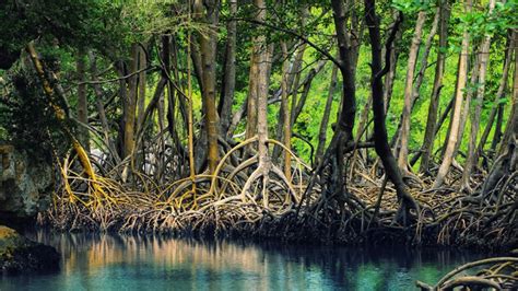 Understanding how mangrove loss threatens biodiversity - raincitystudios.com