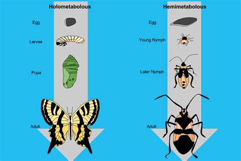 Understanding Insect Metamorphosis - muktibox.com