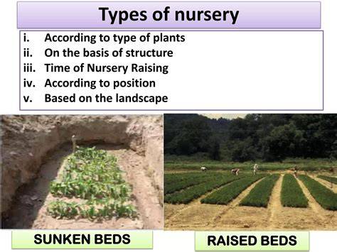 Understanding Nursery Beds in Agriculture - Scribd - raincitystudios.com