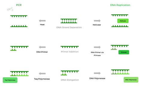 Understanding PCR: Key Steps and DNA Replication Contrast - muktibox.com