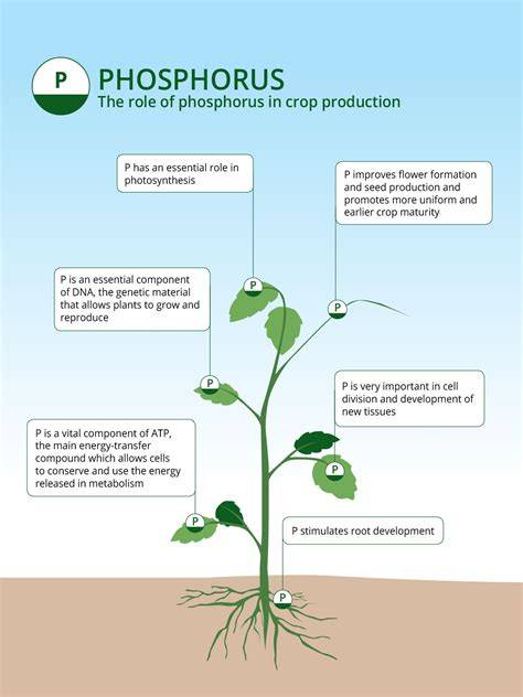 Understanding phosphorus fertilizers | UMN Extension - raincitystudios.com