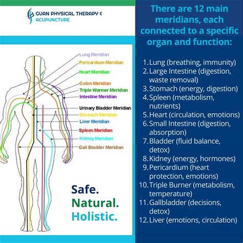 Understanding Qi and the Body’s Energy Pathways: A Guide to Acupuncture ... - balustradellc