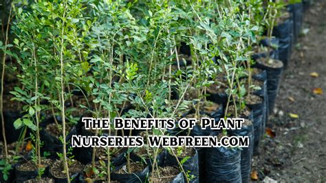Understanding Quality Standards for Plant Nurseries - raincitystudios.com
