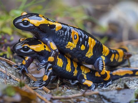 Understanding Salamander Reproduction: Vital Conservation Strategies - muktibox.com