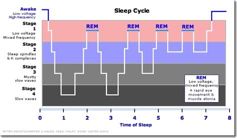 Understanding Sleep for Optimal Recovery & Productivity - balustradellc