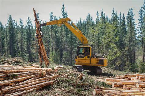 Understanding Sustainable Logging Practices: A Deep … - raincitystudios.com