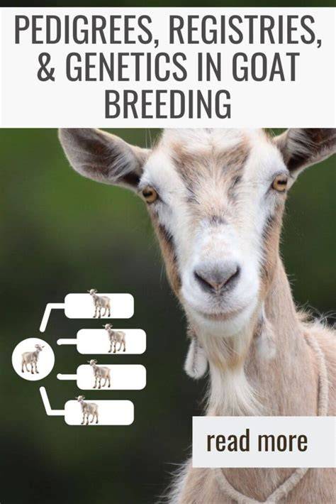 Understanding the Basics of Goat Genetics and Breeding Goals - raincitystudios.com