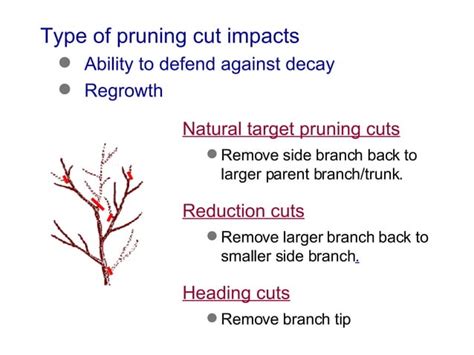 Understanding the Different Types of Pruning Cuts - Live to Plant - raincitystudios.com