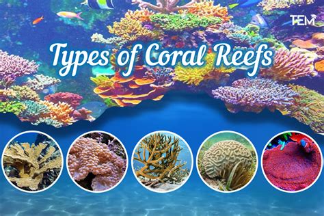 Understanding the Different Types of Reefs - muktibox.com