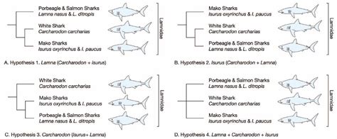 Understanding The Ecology And Movements Of Lamnid Sharks Through Stable ... - wintechmobiles.com