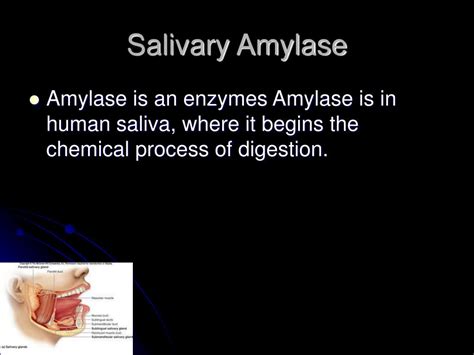 Understanding the Features and Role of Salivary Amylase - muktibox.com