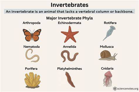 Understanding the Important Role of Invertebrates - raincitystudios.com