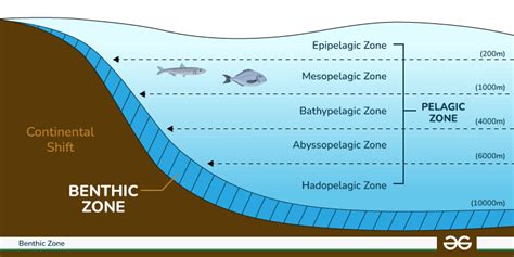 Understanding the Pelagic Zone - Ingman Marine - raincitystudios.com