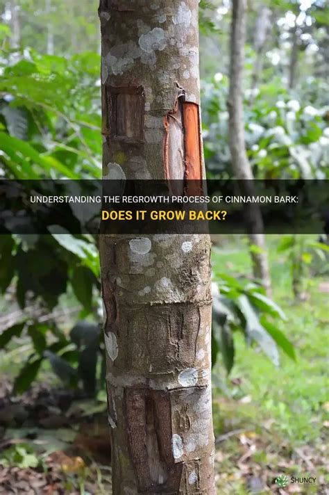 Understanding The Regrowth Process Of Cinnamon … - raincitystudios.com