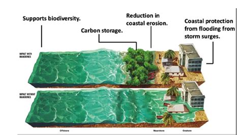 Understanding the Role of Coastal Forests in Disaster … - raincitystudios.com