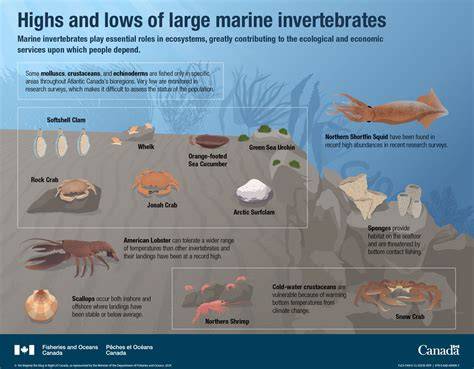 Understanding the Role of Marine Invertebrates in Ocean Ecosystems - raincitystudios.com