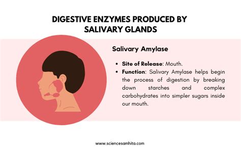 Understanding the Role of Salivary Enzymes in Digestion - wintechmobiles.com