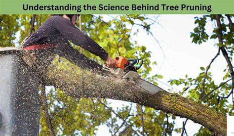 Understanding the Science and Art of Pruning in Forestry - raincitystudios.com