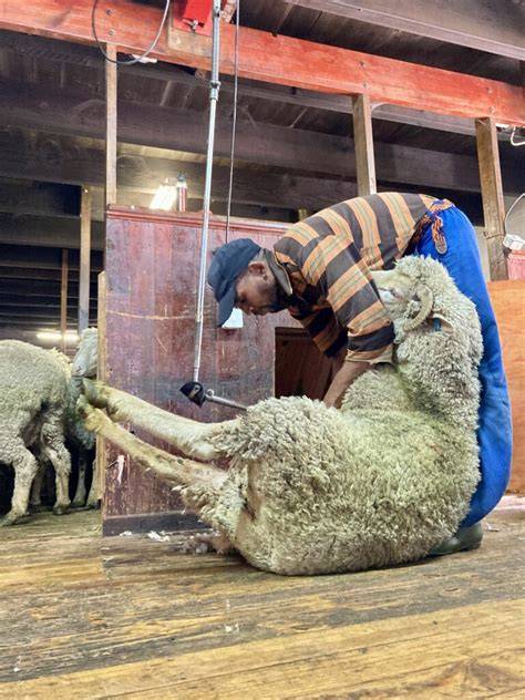 Understanding the Shearing Process and Best Practices for Merino Sheep - raincitystudios.com